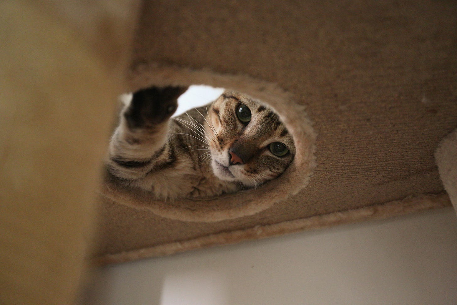 cat exploring indoors