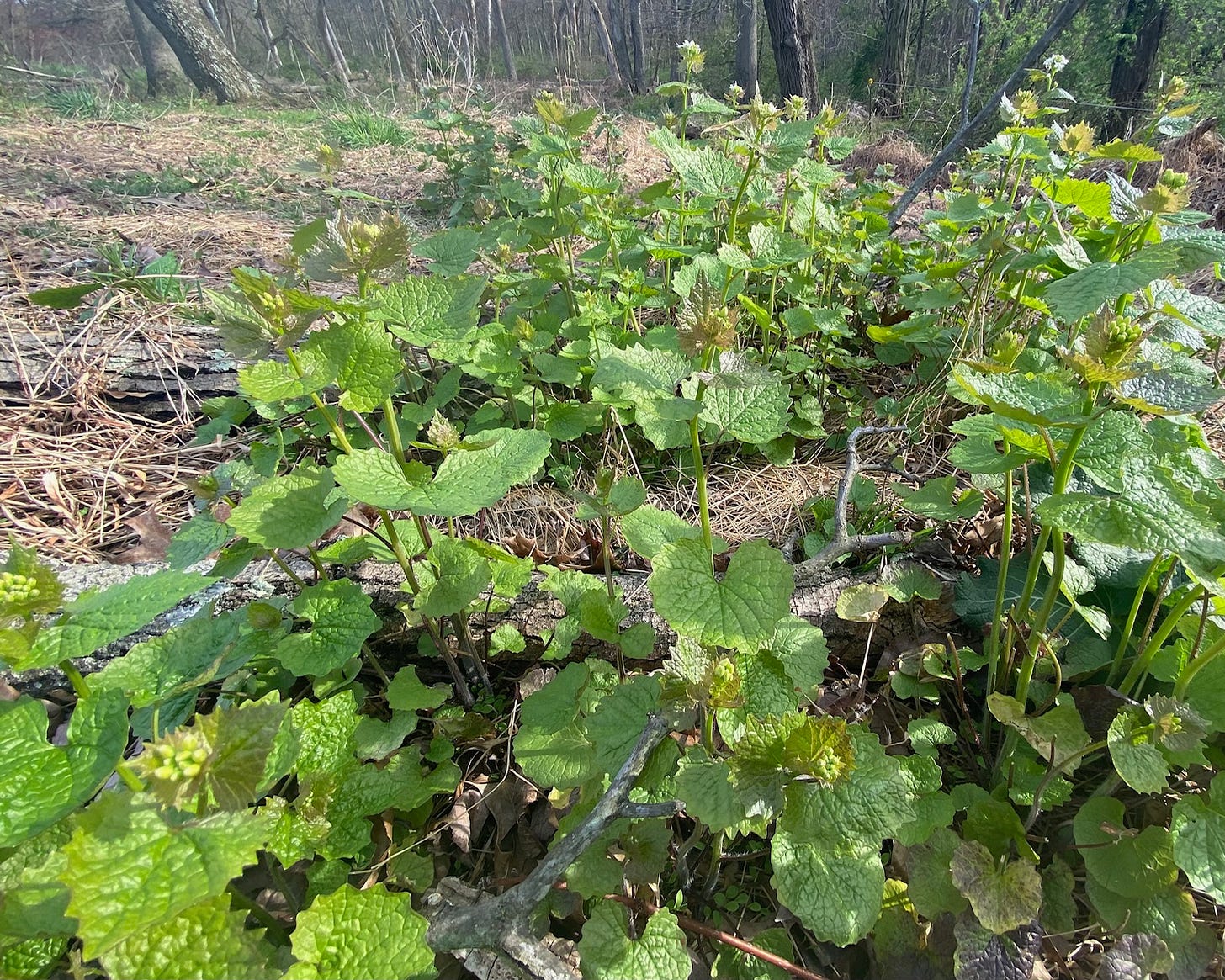 Garlic Mustard growing at the forest edge