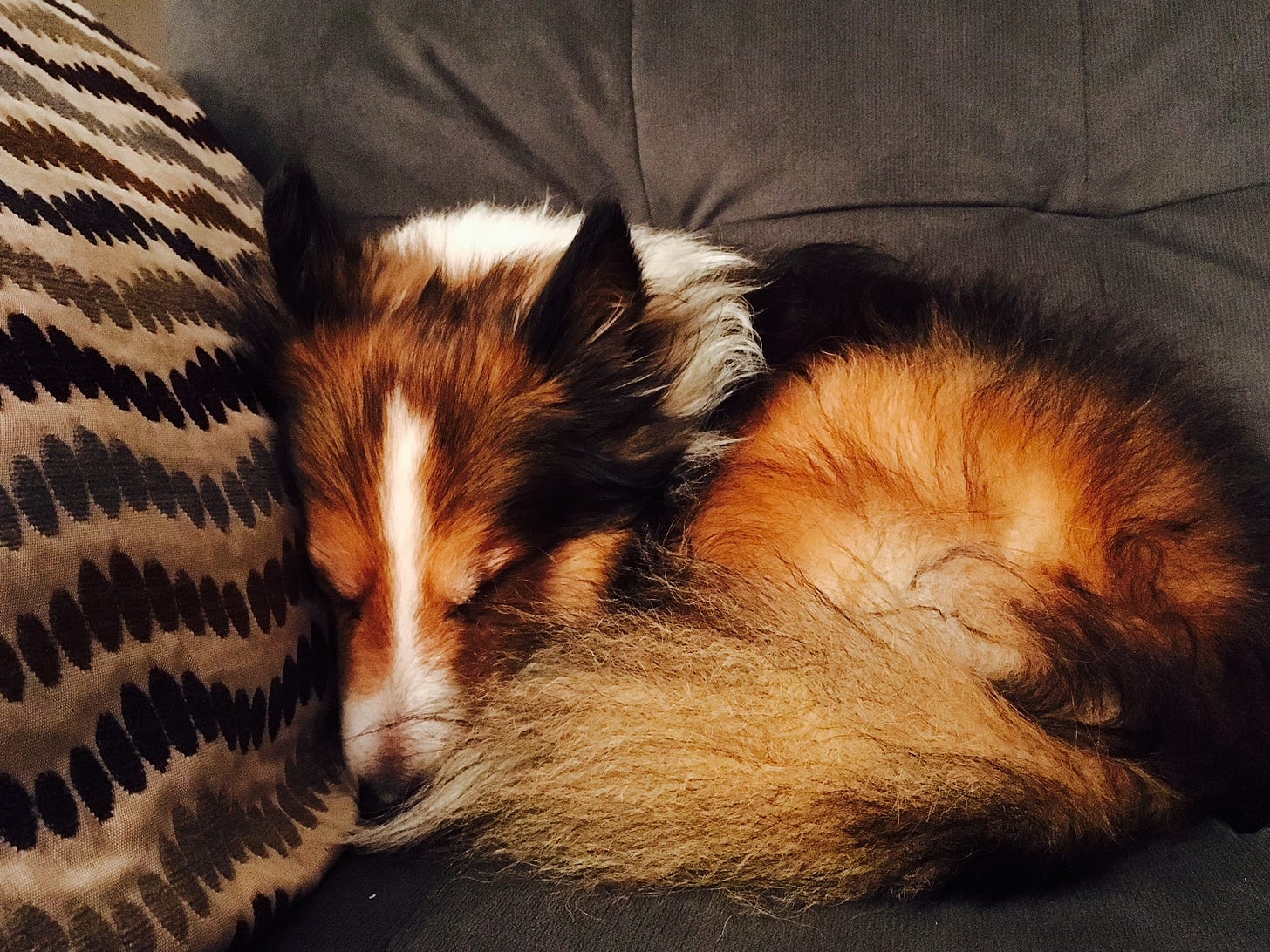 Small red and white sheltie curled up asleep on a blue couch