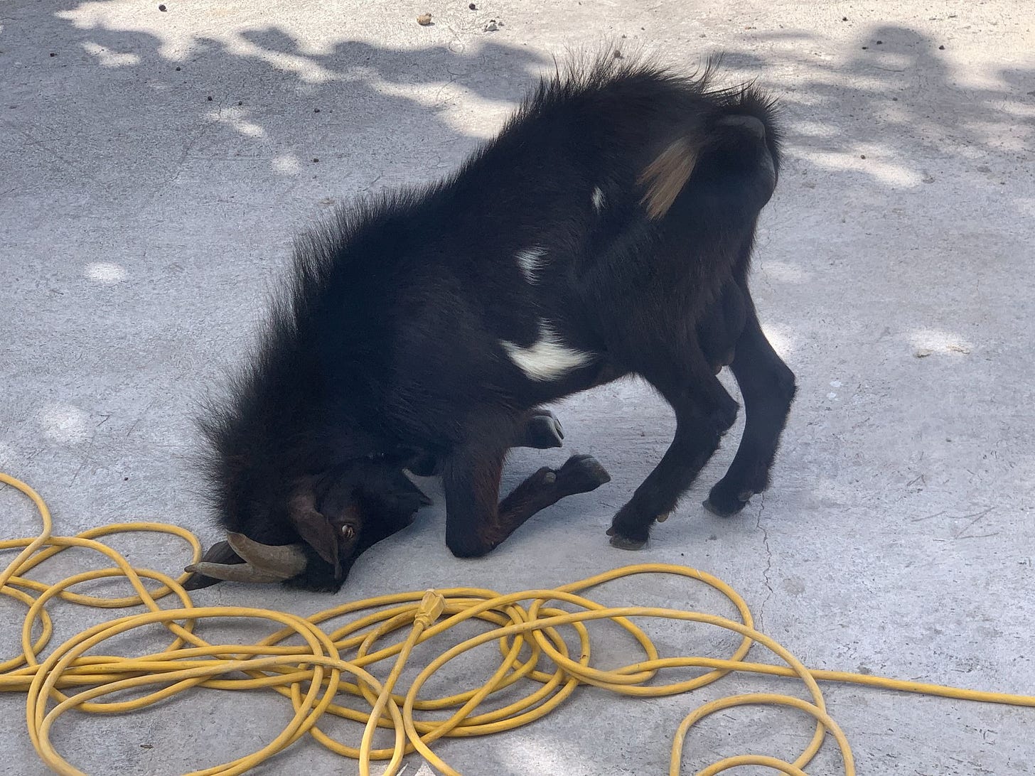 Moo Baah being playful