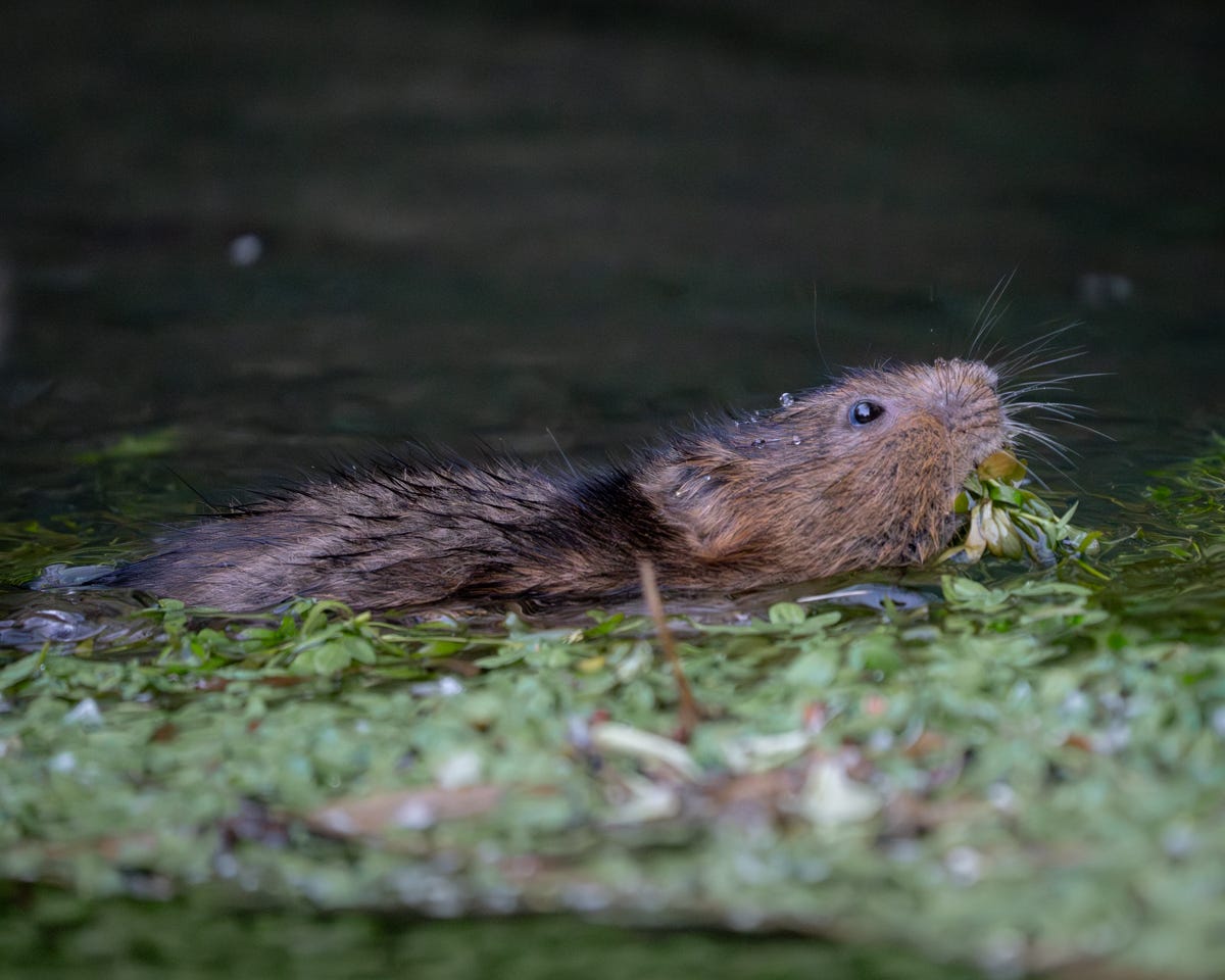 A half-submerged water vole, swimming with some green vegetation in its mouth
