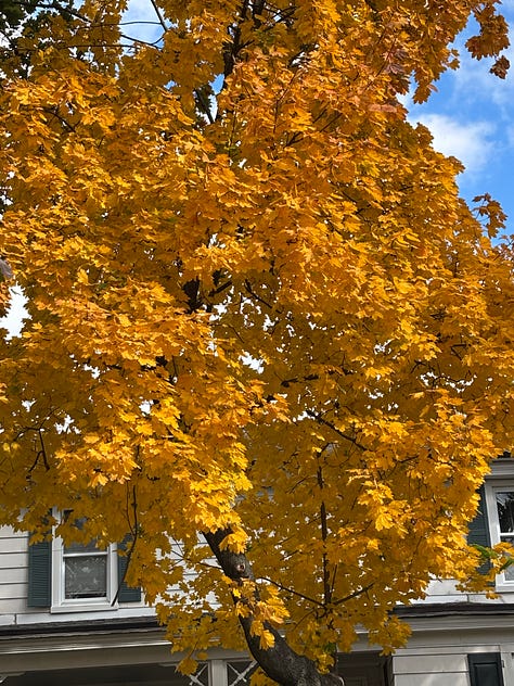 sunlight through trees, a picture of Gabrielle, a tall tree, a tree with yellow leaves and two sunsets
