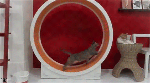 cathlete-long distance runner-cat fitness-laser pointer cathlete-long distance runner-cat fitness-laser pointer