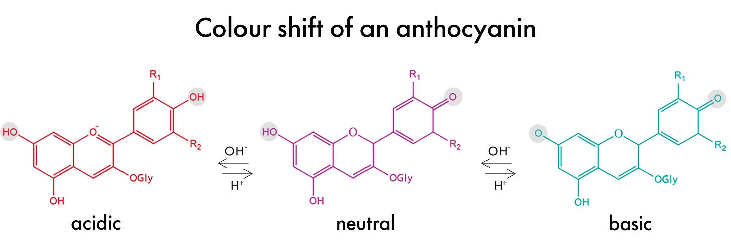 Why Do AnthocyaninsChange Color - Givaudan Sense Colour