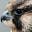 Kestrel M's avatar