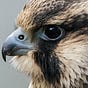 Kestrel M's avatar