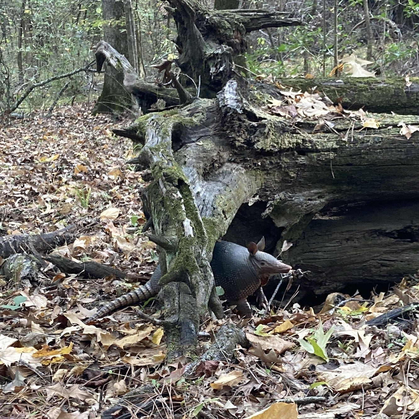 Armadillo next to a dead tree in the woods