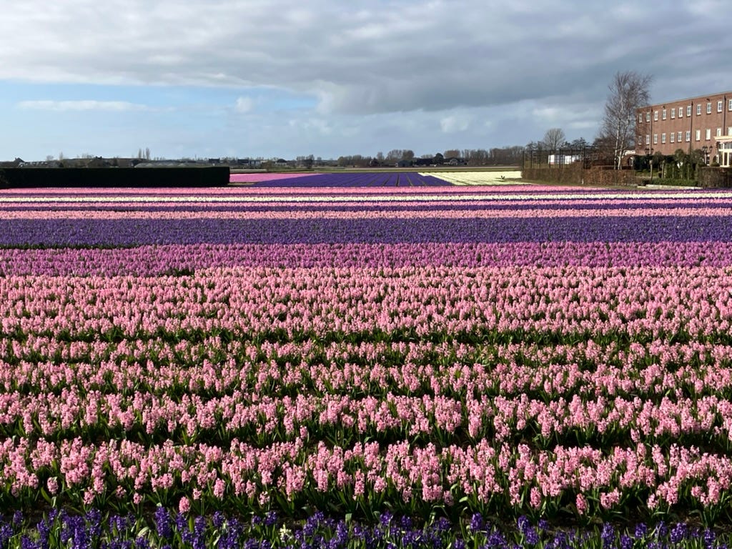 rows of pink and purple hyacinths in a field