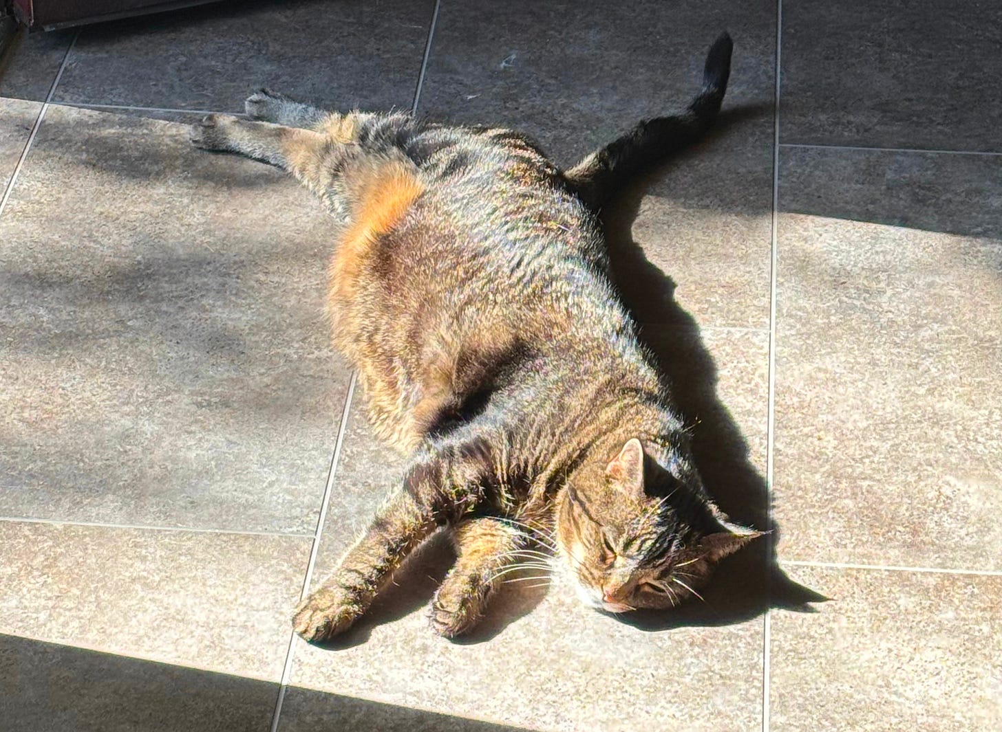 a brown and black tabby cat stretches out on the floor in a sunbeam.