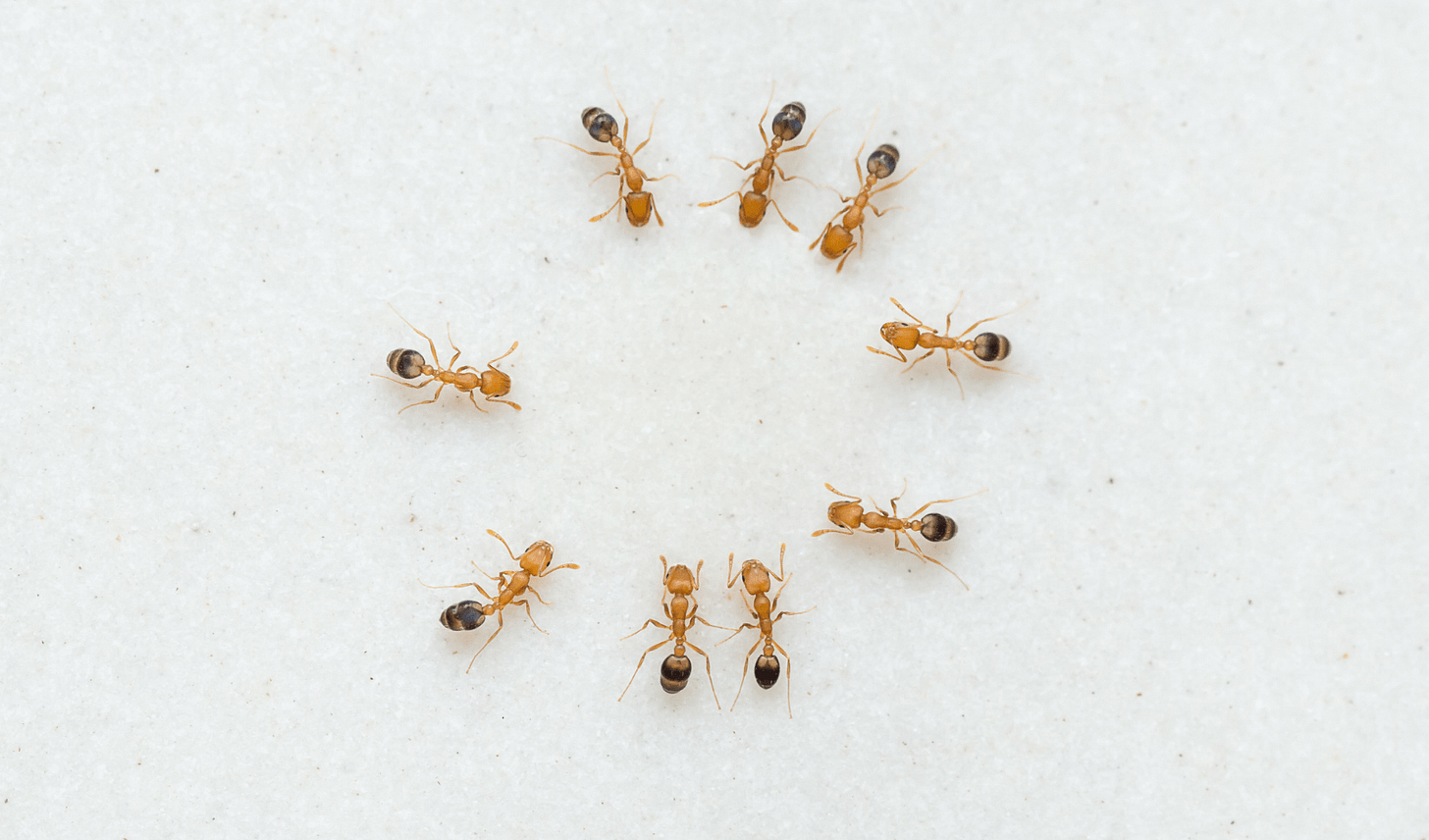 Why tiny ants have invaded your house, and what to do about it - The Green  List