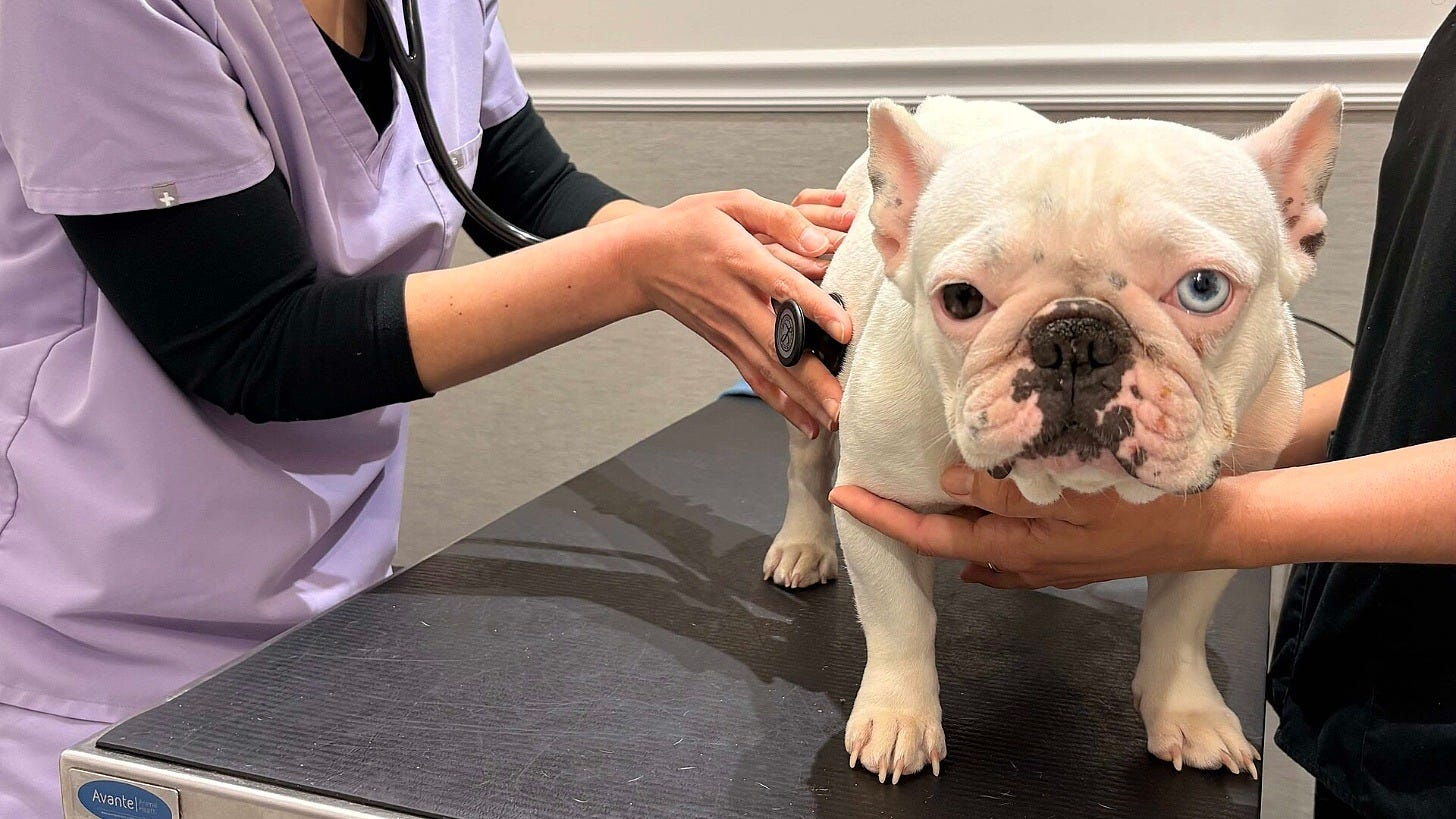 Wedgewood's recall covers compounded medications for pets and other animals. Image: Veterinarian Pet Alliance via Wikimedia Commons