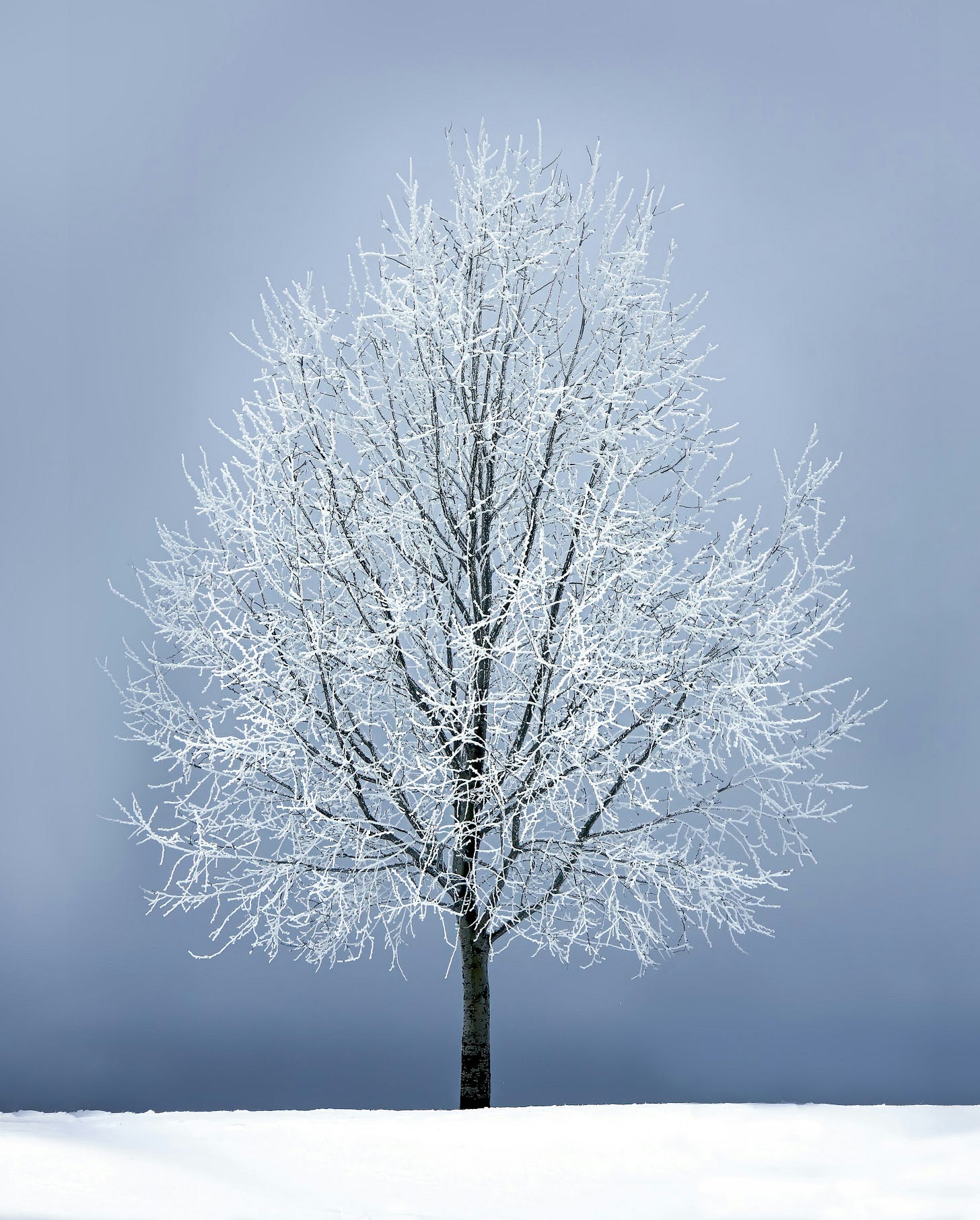 A lone snow-covered tree in an open field