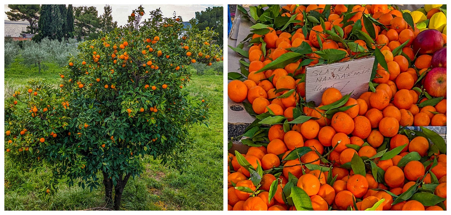 Satsuma tree