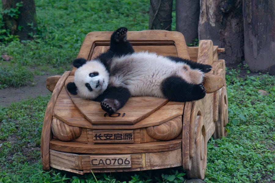 A giant panda sprawled on a wooden replica of a car A giant panda sprawled on a wooden replica of a car
