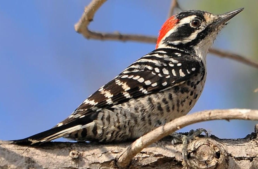 Nuttall's Woodpecker Overview, All About Birds, Cornell Lab of Ornithology Nuttall's Woodpecker Overview, All About Birds, Cornell Lab of Ornithology