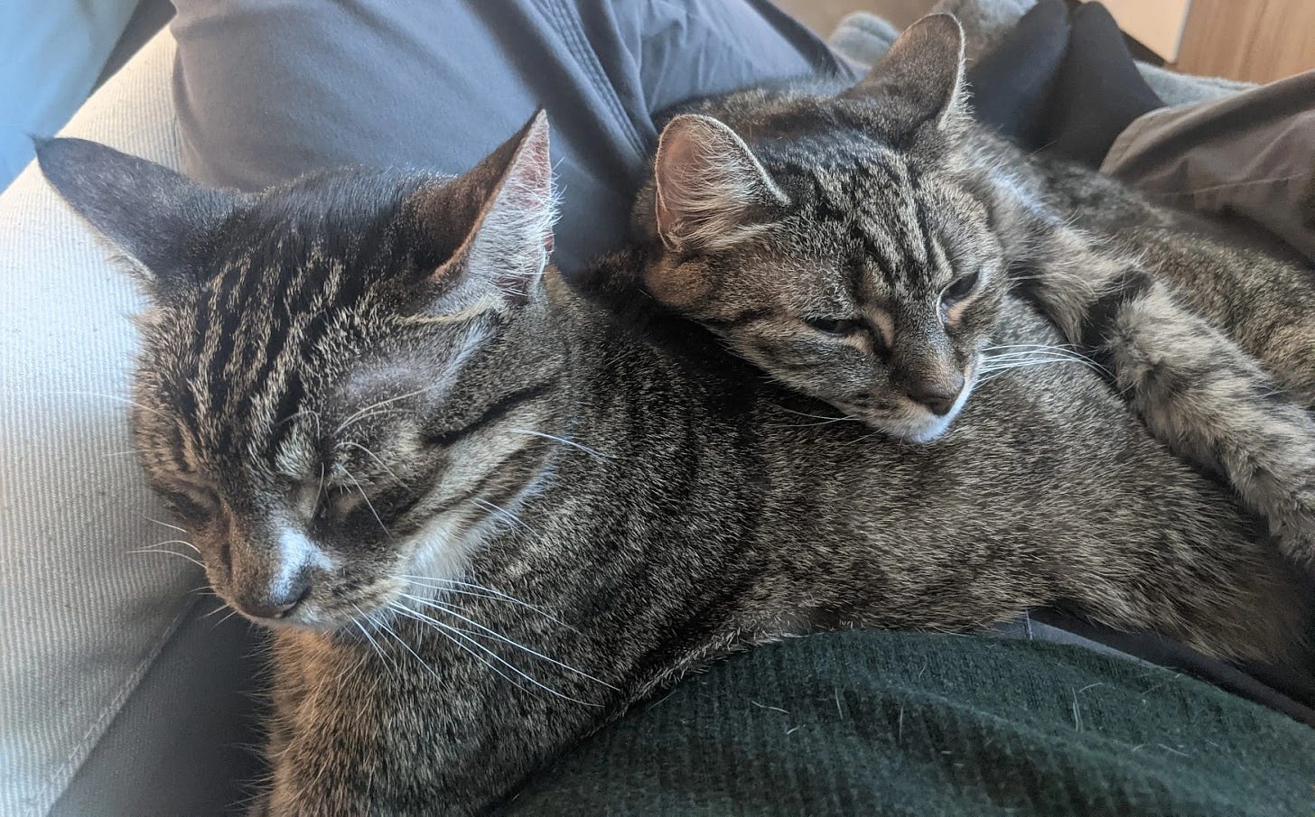 Our two tabby cats sleeping together Our two tabby cats sleeping together