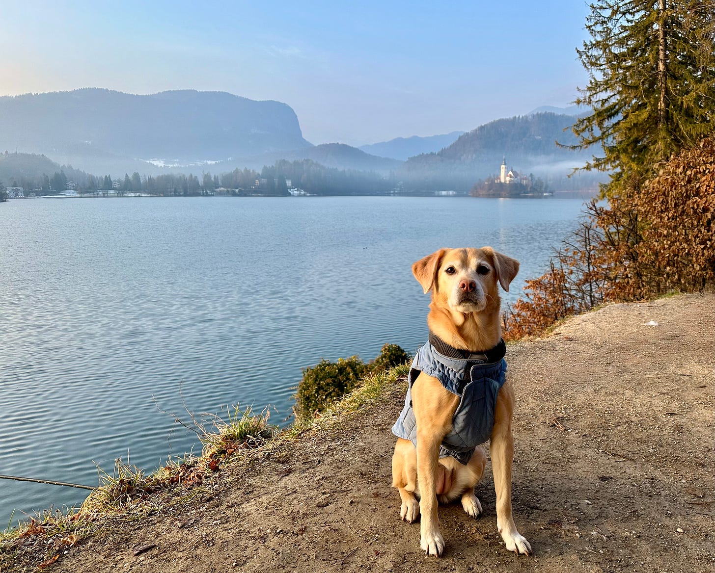 Dog in Lake Bled, Slovenia