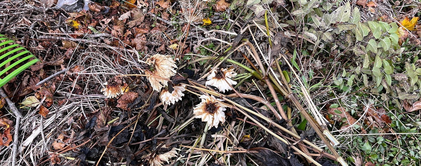 Dahlias on the compost heap, withered and brown