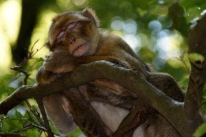 Sleeping monkey