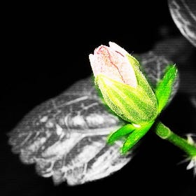 POEM: I Belong