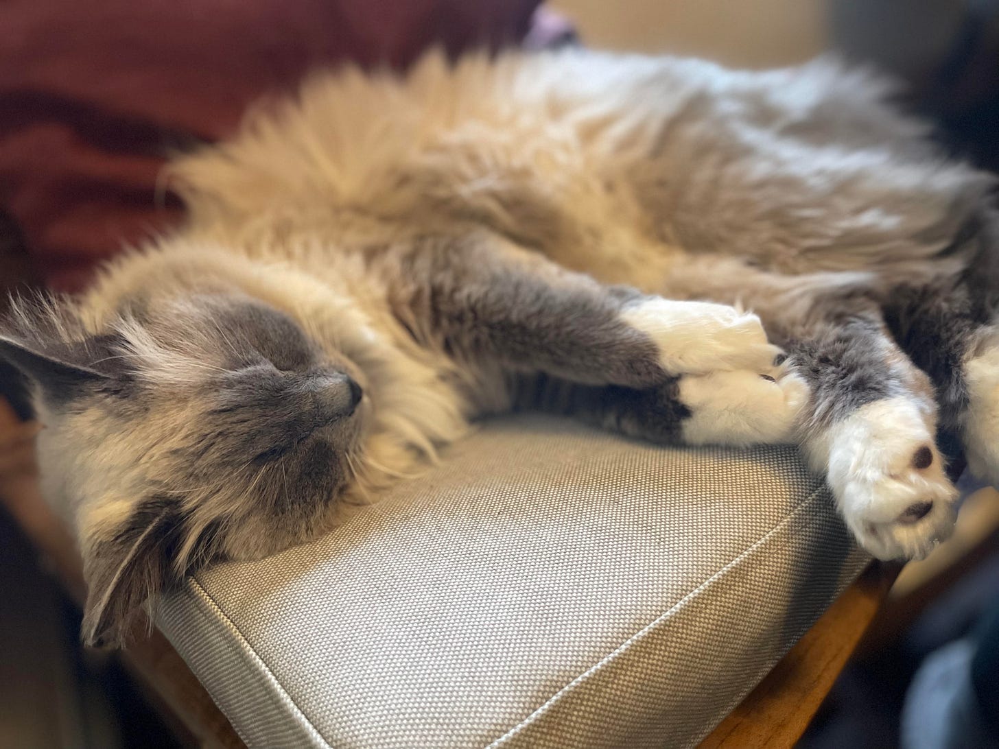  Seffi, a grey, white, and cream coloured cat sleeping on her side on a cushion.