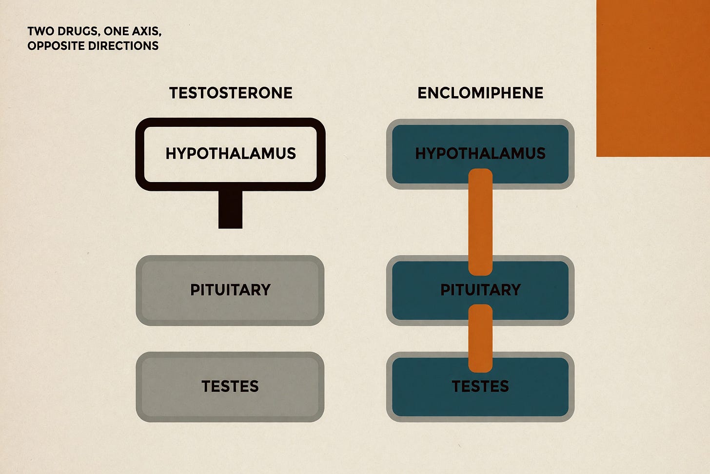 Diagram comparing two hormonal chains on warm bone paper: the testosterone chain shows the signal severed below the hypothalamus with the pituitary and testes greyed out, the enclomiphene chain shows an unbroken orange signal running through all three