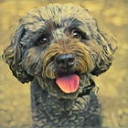 To love a dog