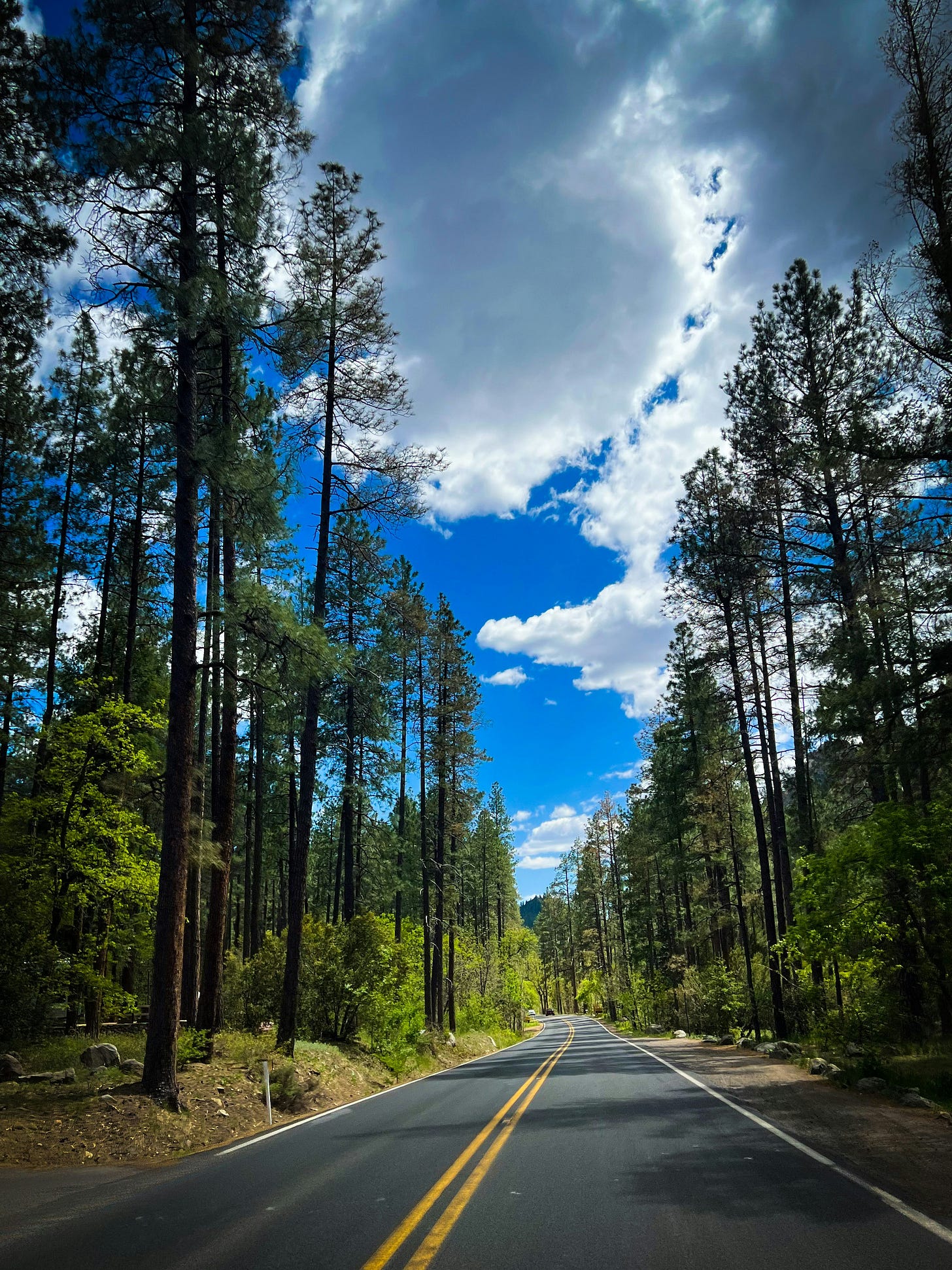 A road running through a pine forest with a blue sky overhead