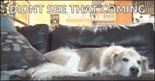 a dog is laying on a couch with the words `` didn t see that coming '' written above it .