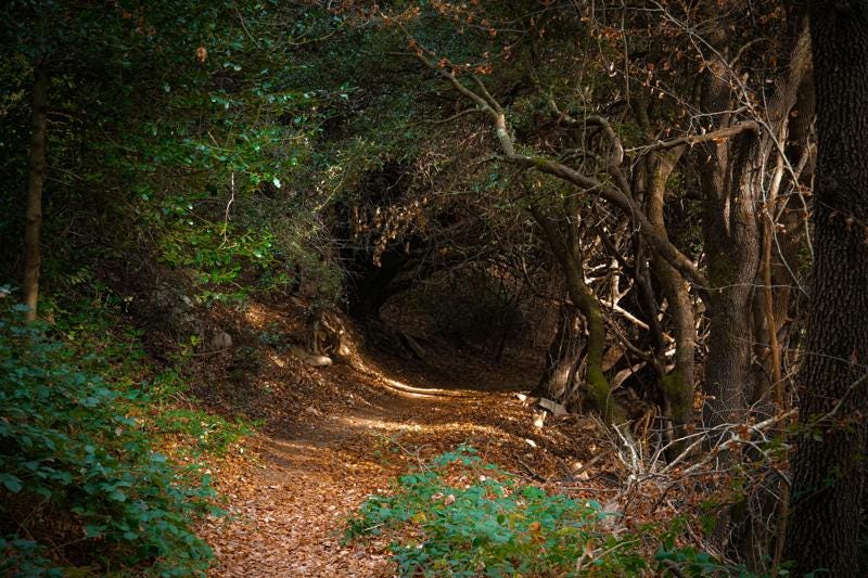 a rabbit hole in the woods a rabbit hole in the woods