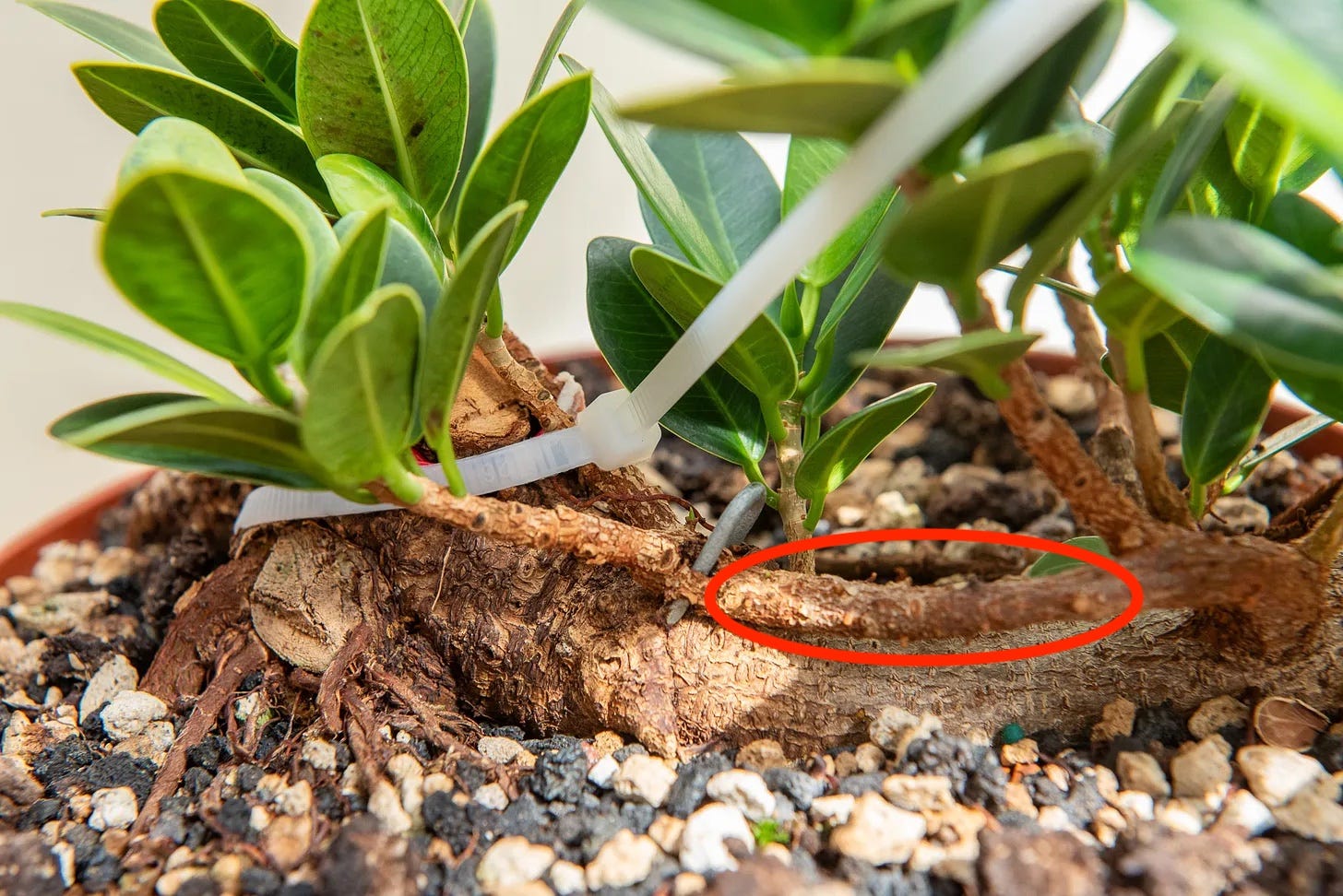 ID: Raft ficus showing its approach graft