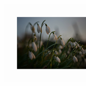  Faltering~foggy: January 