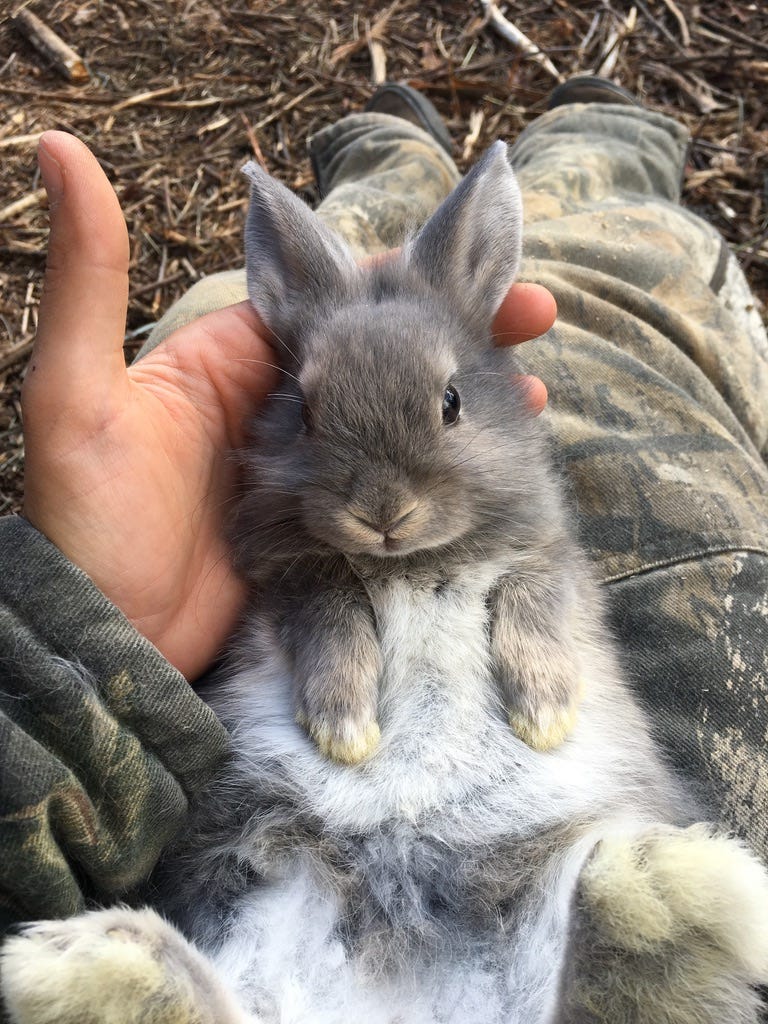 Stacked Rabbits The 6 Things I Wish I Knew About Rabbits