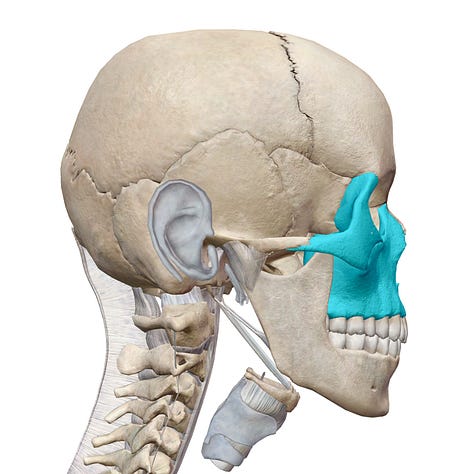 mandible, maxilla, zgomatic, temporal bone, ear canal