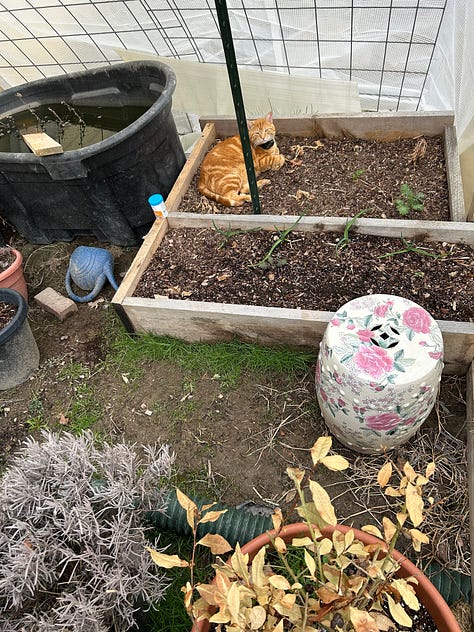 cat in greenhouse