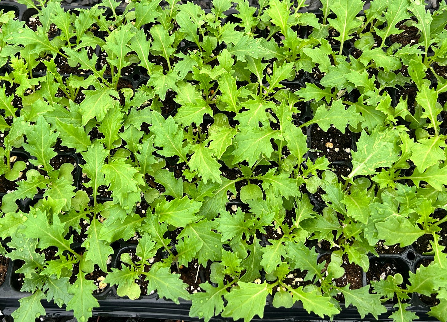A tray of brightly colored mustard greens with serrated leaves.