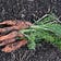 Firmly Rooted