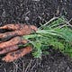 Firmly Rooted