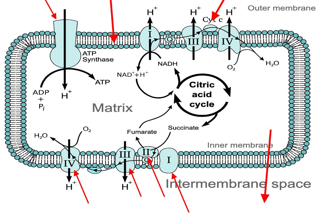 Diagram of a diagram of a cell cycle

AI-generated content may be incorrect.