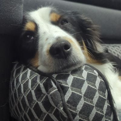 Dogs, Cats, and Lizards Napping