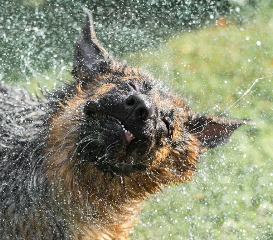black and tan german shepherd running on green grass field during daytime