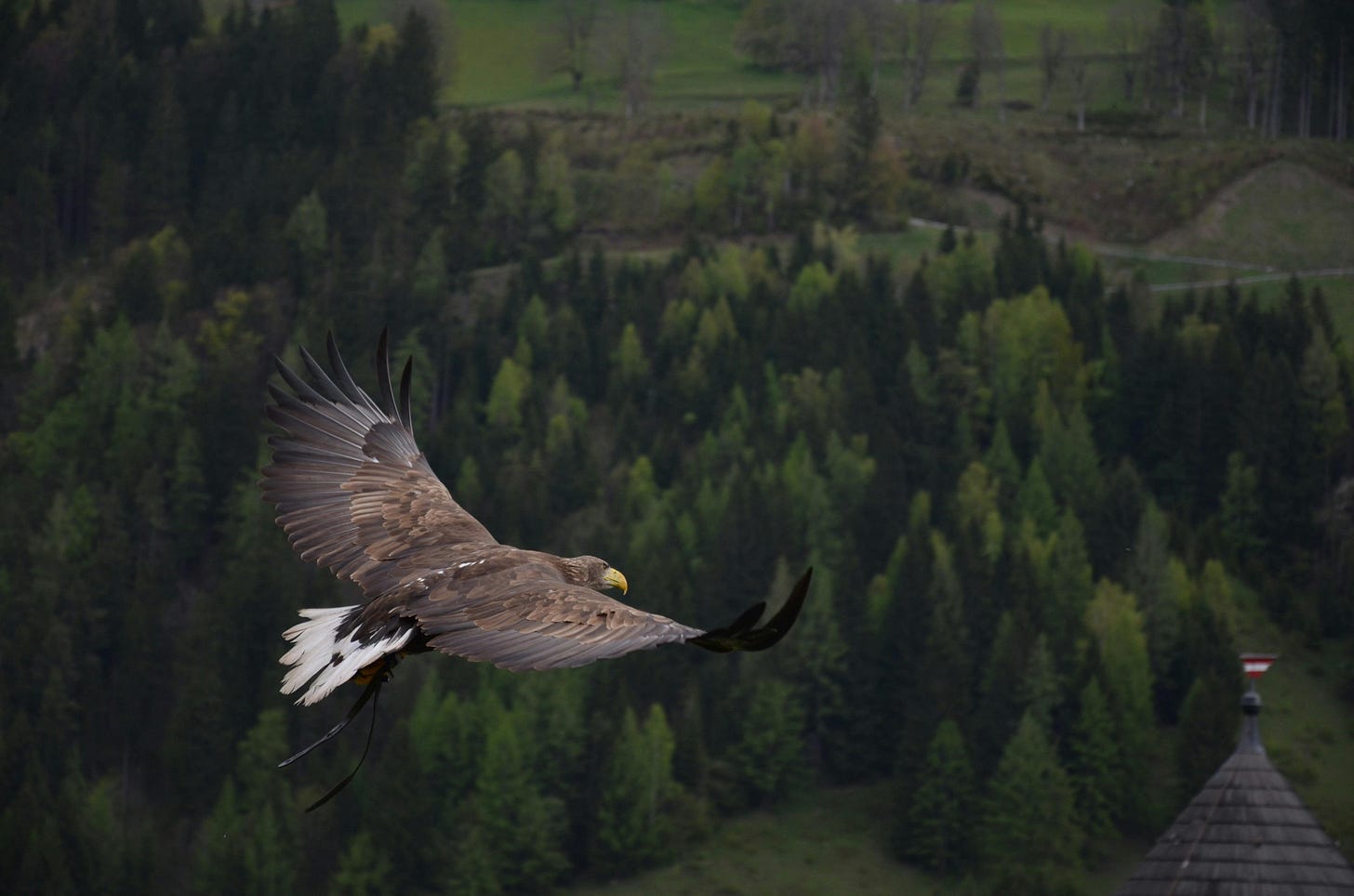 Eagle Flying Photos, Download The BEST Free Eagle Flying Stock Photos & HD  Images