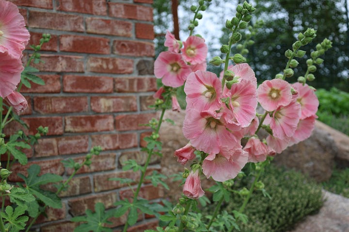 morning glory and hollyhock flowers