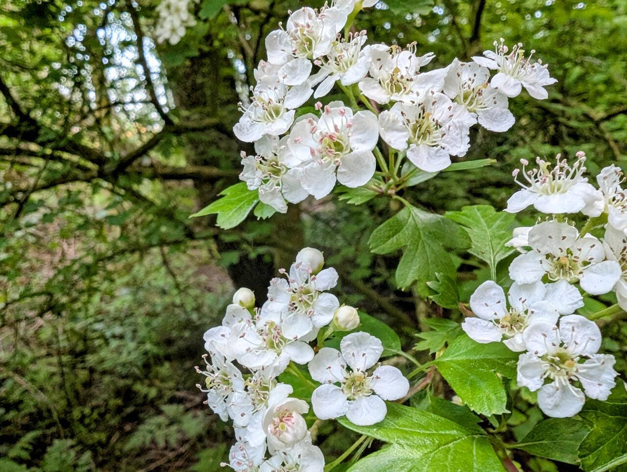 Abundant hawthorn blossom