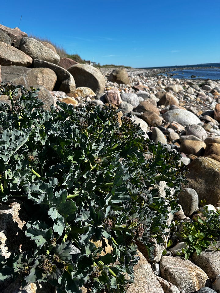 Wild brocolli found at the beach in Sweden