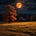 Black owl's avatar