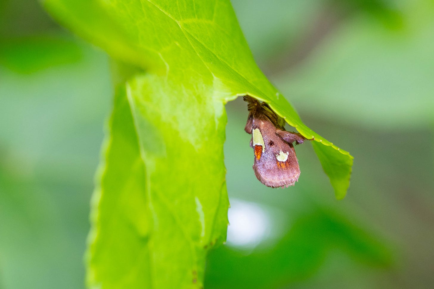 Close-up of a partially folded green leaf from which a small brown moth hangs. The moth has spiky-looking hairs and patches of leaf-green on the wings