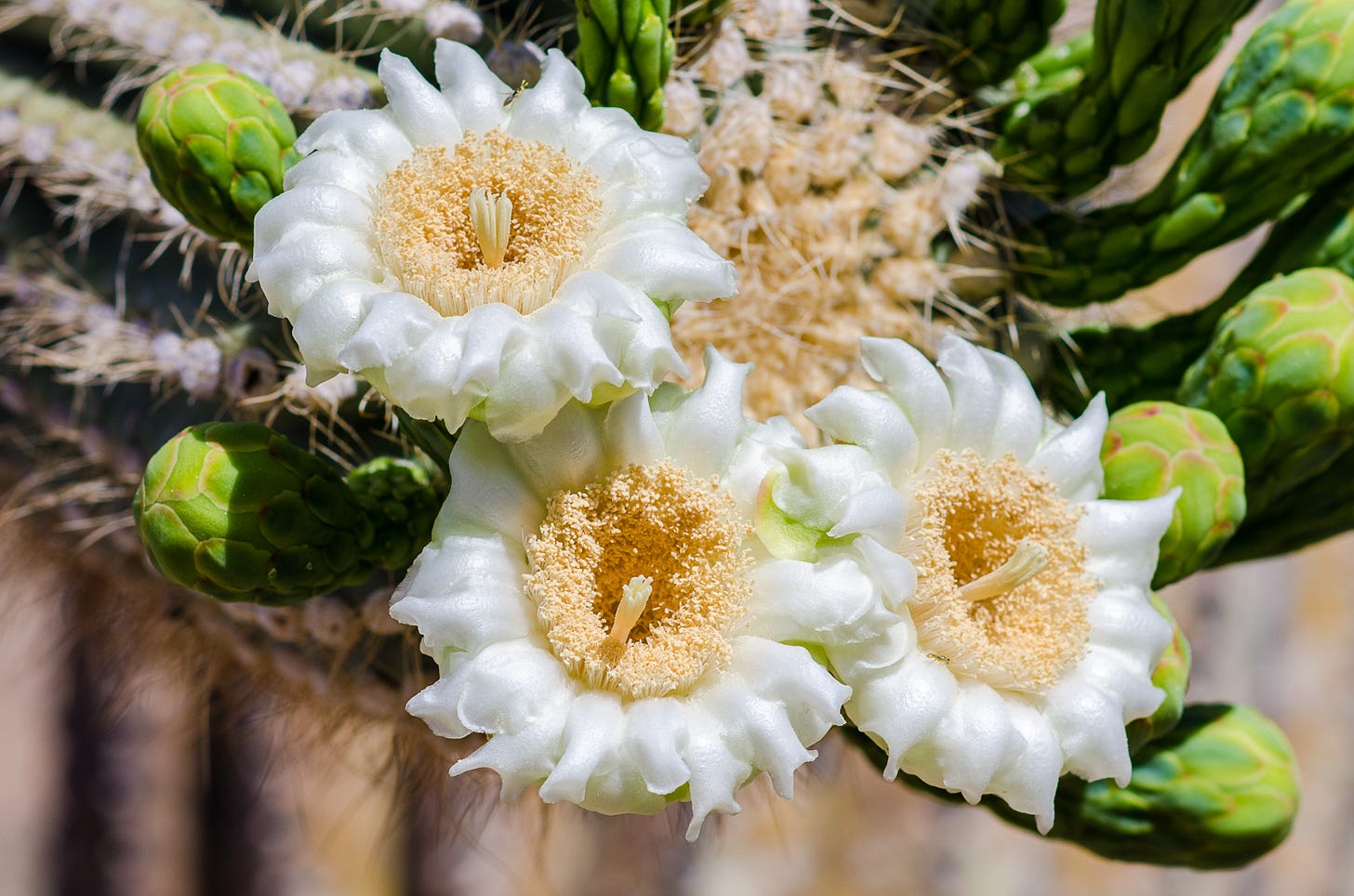 Close up of large white flowers on a saguaro cactus arm.
