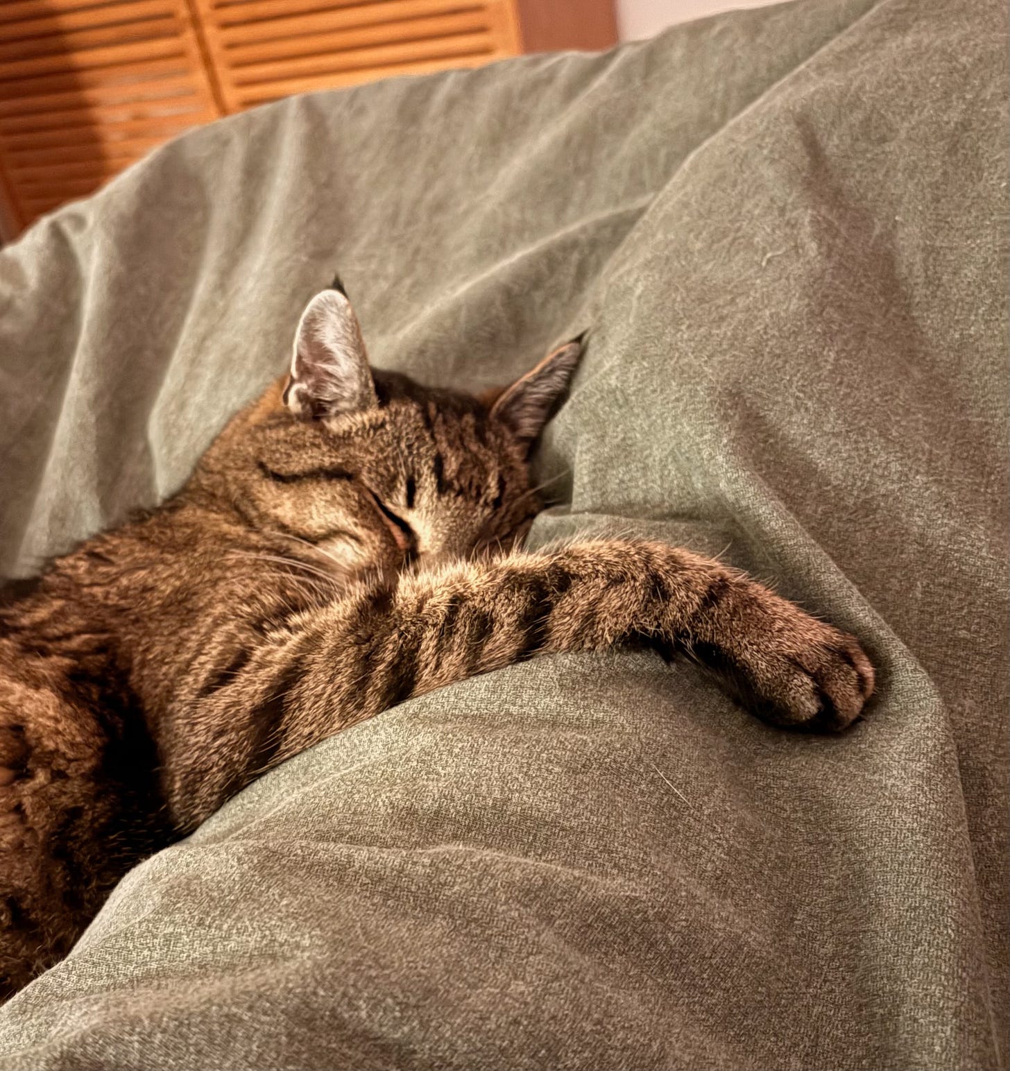 Toto the cat lying in bed sleeping Toto the cat lying in bed sleeping