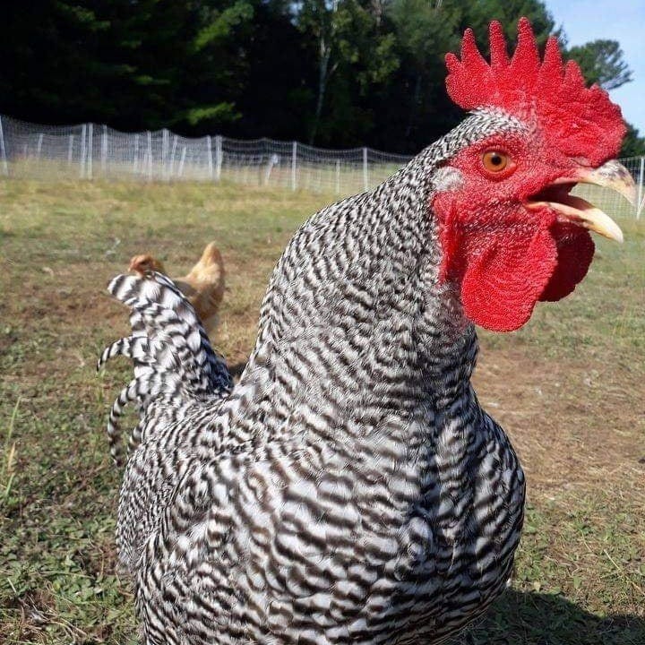 Maine Homestead Life